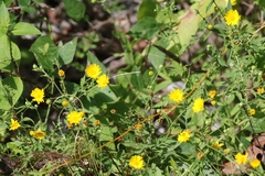 Heterotheca subaxillaris