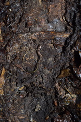 Desmognathus orestes