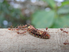 Arhopala centaurus