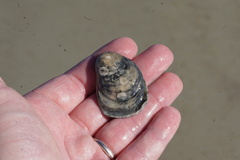 Crassostrea virginica