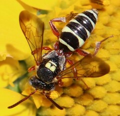 Nomada texana