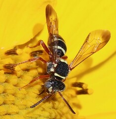 Nomada texana