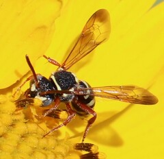 Nomada texana