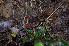 Desmognathus orestes