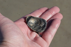 Crassostrea virginica