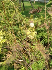 Sorbaria