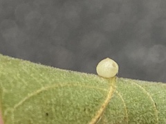 Caryomyia leviglobus