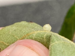 Caryomyia leviglobus