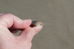 Crassostrea virginica