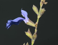 Salvia reptans