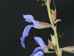 Salvia reptans