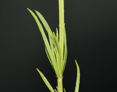 Salvia reptans