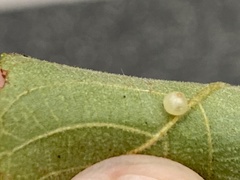 Caryomyia leviglobus