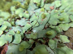 Plagiochasma rupestre