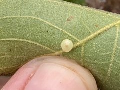 Caryomyia leviglobus