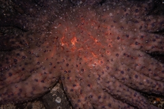 Pycnopodia helianthoides