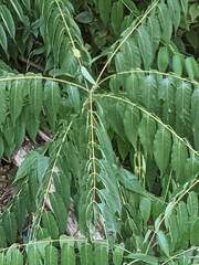 Juglans nigra