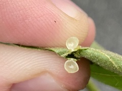 Caryomyia leviglobus