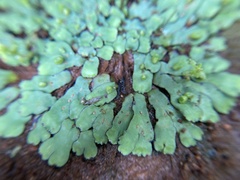 Plagiochasma rupestre