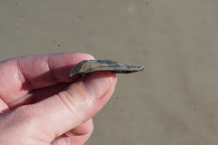 Crassostrea virginica