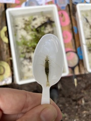 Paratya curvirostris