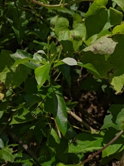 Mussaenda formosanum