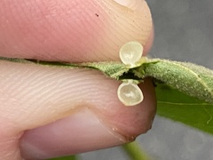 Caryomyia leviglobus