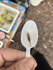 Paratya curvirostris