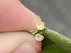 Caryomyia leviglobus