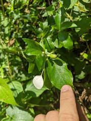 Mussaenda formosanum
