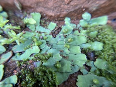 Plagiochasma rupestre