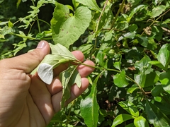 Mussaenda formosanum