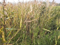 Phragmites australis americanus