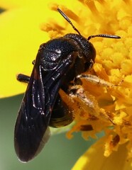 Protandrena aethiops