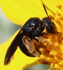 Protandrena aethiops