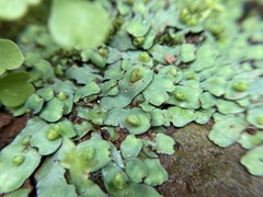 Plagiochasma rupestre