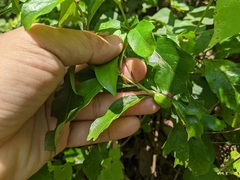 Mussaenda formosanum
