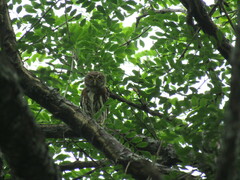 Glaucidium brasilianum