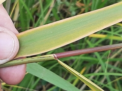 Phragmites australis americanus