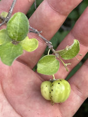 Malpighia diversifolia