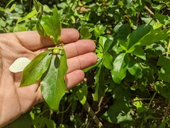 Mussaenda formosanum