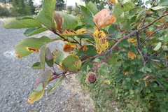 Amelanchier alnifolia