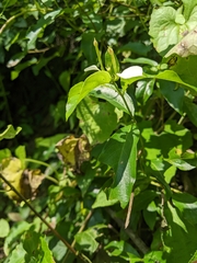 Mussaenda formosanum