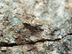 Phrurotimpus borealis