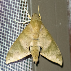 Pachylioides resumens