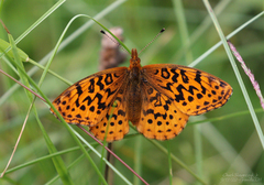 Boloria bellona