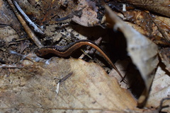 Desmognathus orestes