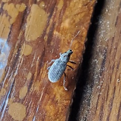 Cyrtepistomus castaneus