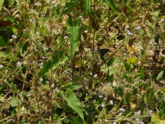 Eudaminae