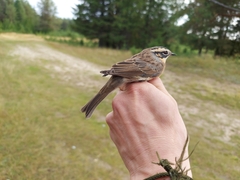 Prunella atrogularis